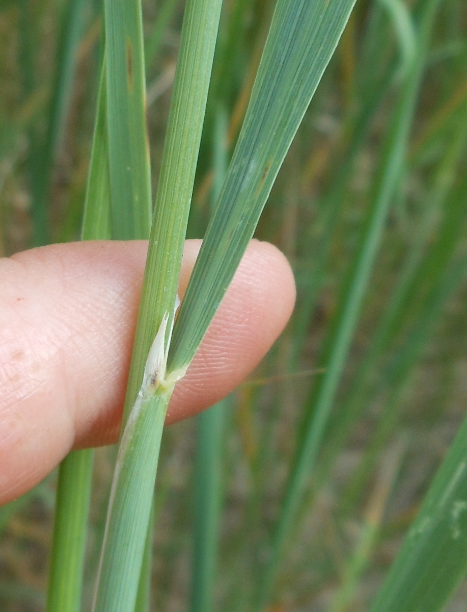 Calamagrostis epigejos (L.) Roth subsp. epigejos / Cannella delle paludi